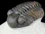 Phacops Araw Trilobite - Excellent Specimen #54398-2